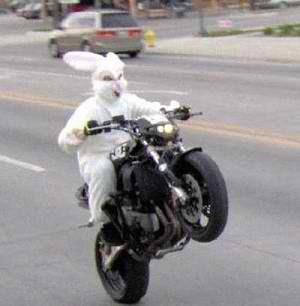 Rabbit biker