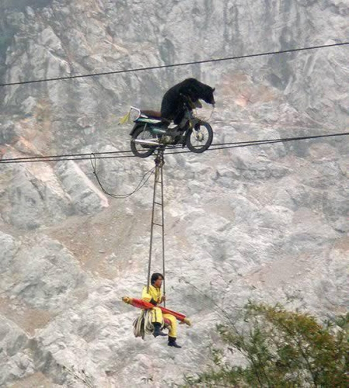 Bear acrobat on a motorcycle carrying people on a rope!